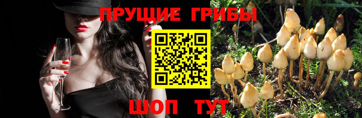 Сосновоборск  Псилоцибиновые грибы MAGIC MUSHROOMS  Вход с VPN  Галлюциногенные грибы мухоморы 